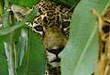 Areas Naturais Protegidas 