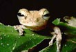 Flora e fauna